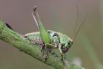 Warzenbeier (Decticus verrucivorus)