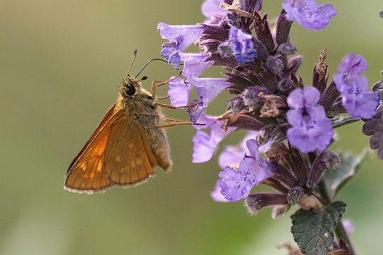 Rostfarbiger Dickkopffalter (Ochlodes sylvanus)