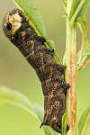 Mittlerer Weinschwrmer (Deilephila elpenor)