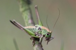 Warzenbeier (Decticus verrucivorus)
