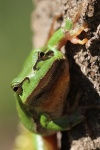 Laubfrosch (Hyla arborea)