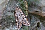 Spter Ginsterspanner (Chesias legatella)