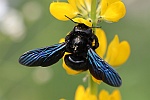 Groe Holzbiene (Xylocopa violacea)