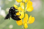 Groe Holzbiene (Xylocopa violacea)