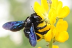 Groe Holzbiene (Xylocopa violacea)