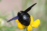 Groe Holzbiene (Xylocopa violacea)