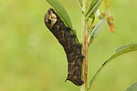 Mittlerer Weinschwrmer (Deilephila elpenor)