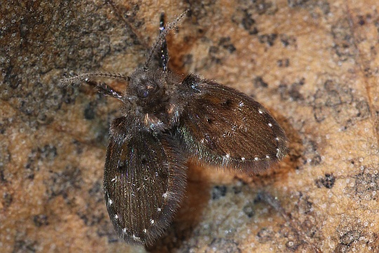 Schmetterlingsmücke (Clogmia albipunctatus)