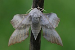 Pappelschw�rmer (Laothoe populi)