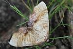 Hobelspanner (Plagodis dolabraria)