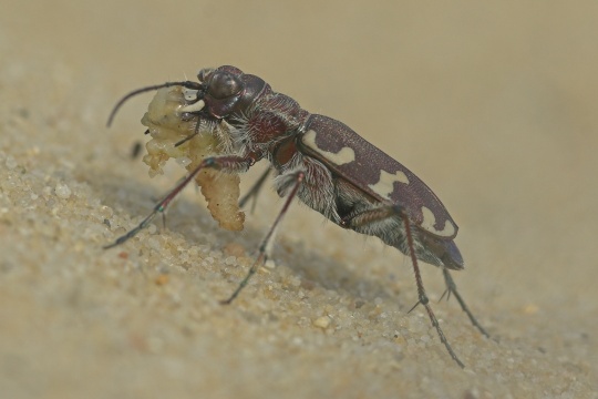 Brauner Sandlaufkäfer (Cicindela hybrida)