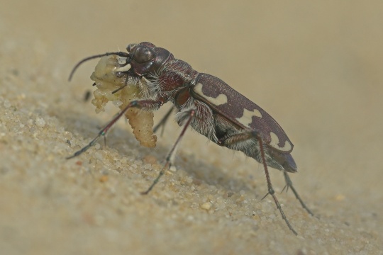 Brauner Sandlaufkfer (Cicindela hybrida)