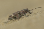 Brauner Sandlaufkfer (Cicindela hybrida)