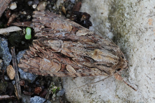 Gro�e Grasb�scheleule (Apamea monoglypha)