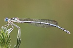 Blaue Federlibelle (Platycnemis pennipes)
