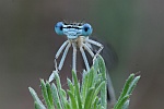 Blaue Federlibelle (Platycnemis pennipes)