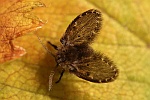 Schmetterlingsmücke (Clogmia albipunctatus)