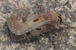 Ausrufungszeichen-Erdeule (Agrotis exclamationis)
