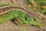 Zauneidechse (Lacerta agilis)