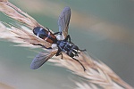 Raupenfliege (Cylindromyia sp)