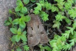 Ausrufungszeichen-Erdeule (Agrotis exclamationis)