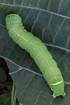 Rundfl�gel-K�tzcheneule (Orthosia cerasi) - Raupe