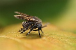 Schmetterlingsmcke (Clogmia albipunctatus)