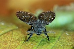 Schmetterlingsmcke (Clogmia albipunctatus)