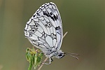 Schachbrett (Melanargia galathea)