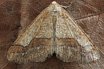 Graugelber Breitflügelspanner (Agriopis marginaria)