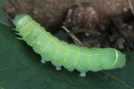 Rundfl�gel-K�tzcheneule (Orthosia cerasi)
