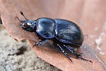 Waldmistkfer (Anoplotrupes stercorosus)