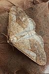 Graugelber Breitflügelspanner (Agriopis marginaria)