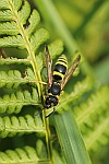 Lehmwespe (Ancistrocerus sp)