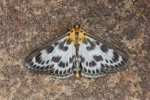 Brennnesselz�nsler (Anania hortulata)