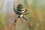 Wespenspinne (Argiope bruennichi)