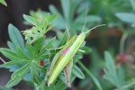 Kl. Goldschrecke (Euthystira brachyptera)