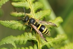 Lehmwespe (Ancistrocerus sp)