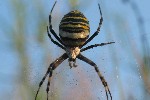 Wespenspinne (Argiope bruennichi)