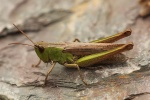 Wiesengrashpfer (Chorthippus dorsatus)