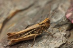 Biguttulus-Gruppe (Gruppe biguttulus)