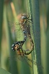 Herbst-Mosaikjungfer (Aeshna mixta)