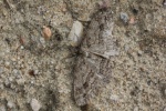 Zackenbindiger Rindenspanner (Ectopis crepuscularia)