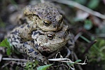Erdkrte (Bufo bufo)