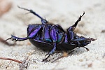 Waldmistkfer (Anoplotrupes stercorosus)
