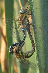 Herbst-Mosaikjungfer (Aeshna mixta)