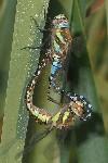 Herbst-Mosaikjungfer (Aeshna mixta)