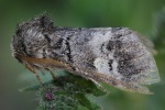 Wei�binden-Zahnspinner (Drymonia querna)