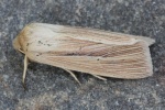 Stumpffl�gel-Graseule (Mythimna impura)
