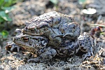 Erdkrte (Bufo bufo)